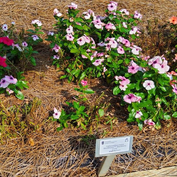 Catharanthus roseus Blockbuster™ 'Blackberry Crush' Image