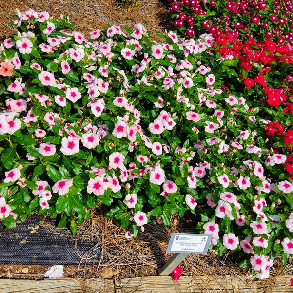 Catharanthus roseus Cora® XDR 'Blush Splash' Image