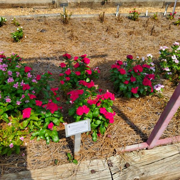Catharanthus roseus Blockbuster™ 'Raspberry Crush' Image