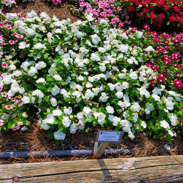 Catharanthus roseus Nirvana® XDR 'White' Image