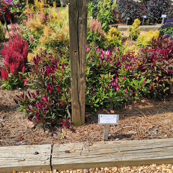 Celosia Intenz™ 'Dark Purple' Image