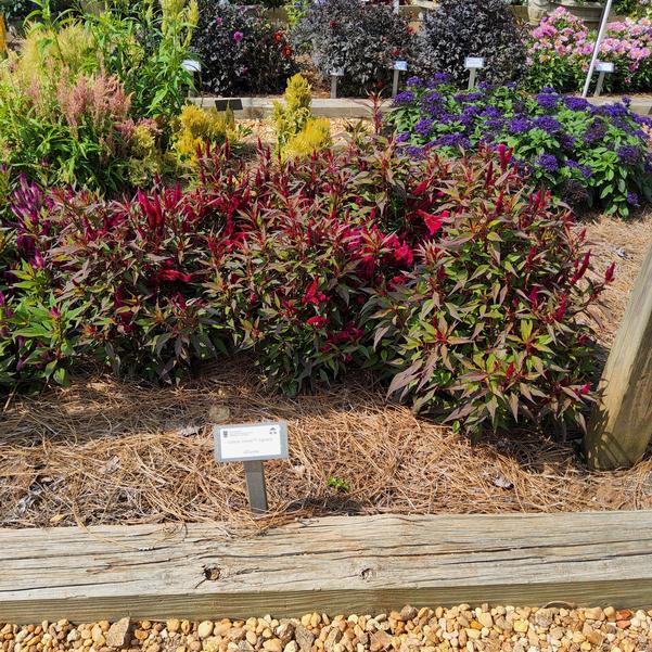 Celosia Intenz™ 'Lipstick' Image