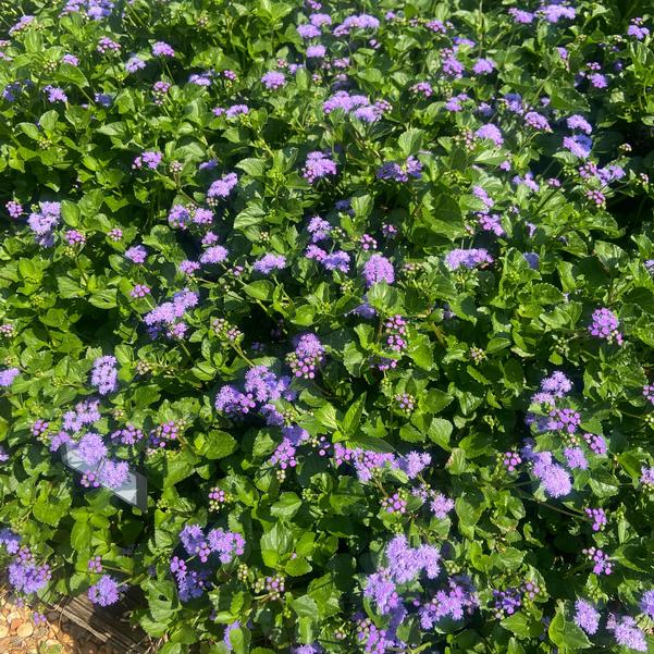 Ageratum 'Monarch Magic' Image