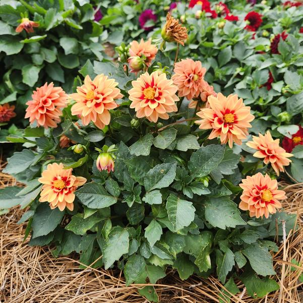 Dahlia Dalaya® 'Apricot+Red Eye' Image