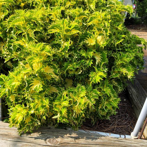 Coleus ChargedUp™ 'Keylime Fringe' Image