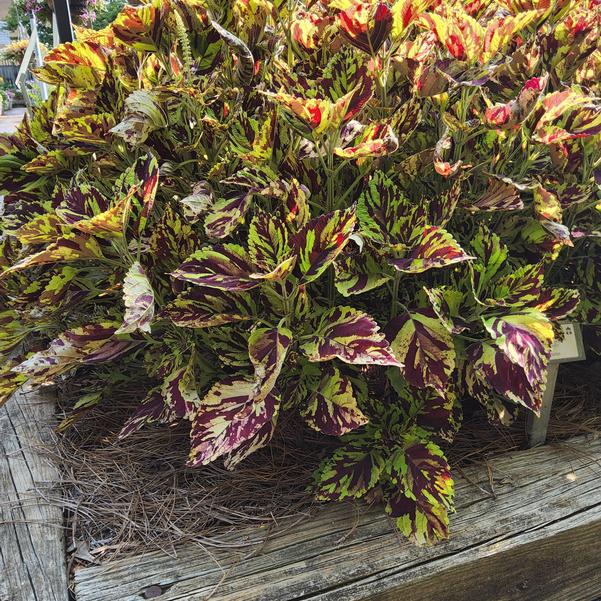 Coleus ChargedUp™ 'Prismatic' Image