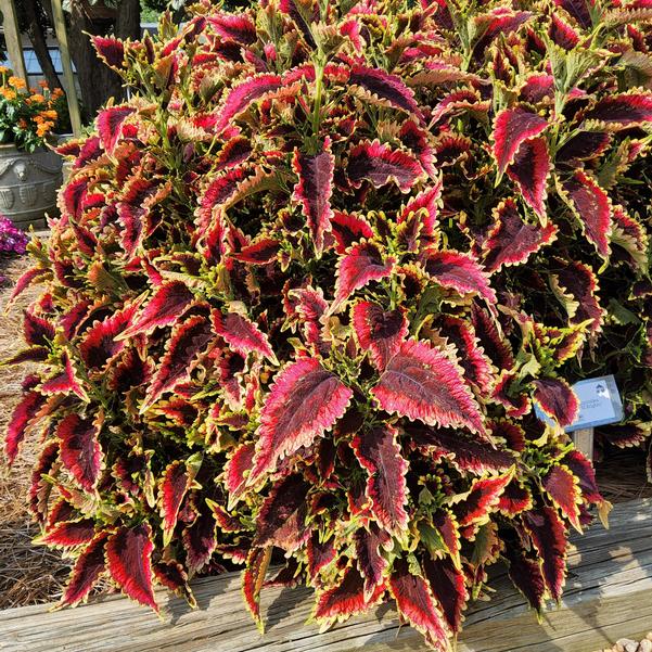 Coleus scutellarioides ColorBlaze® 'El Brighto' Image