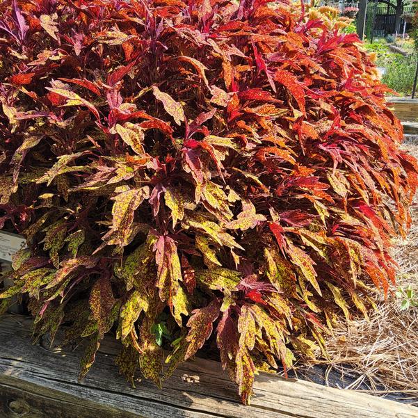 Coleus scutellarioides ColorBlaze® 'Pepper Flakes™' Image