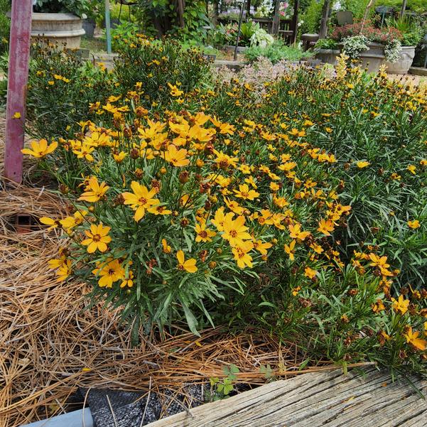 Coreopsis NOVA® 'Amber' Image
