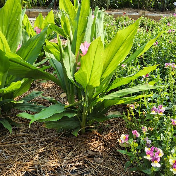 Curcuma ThaiSpice™ 'Pink' Image