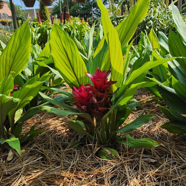 Curcuma ThaiSpice™ 'Red' Image