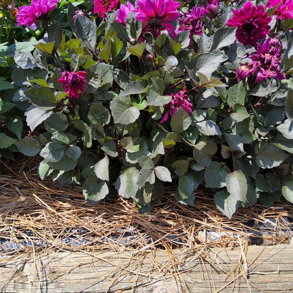 Dahlia City Lights™ 'Compact Magenta' Image