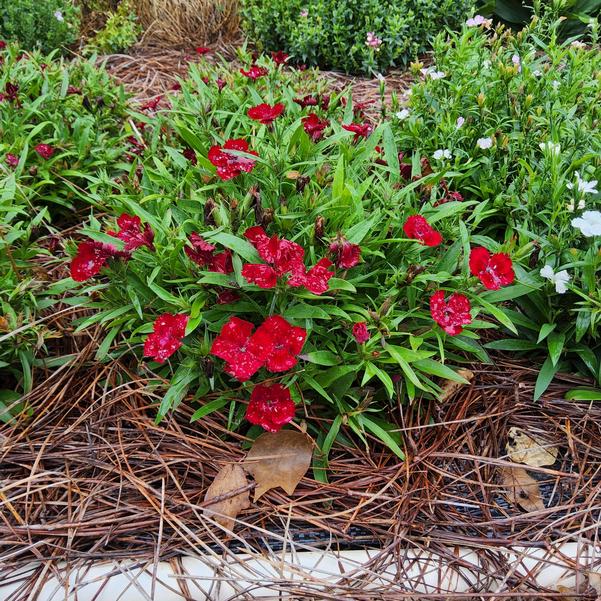 Dianthus interspecific Foreverly™ 'Red' Image