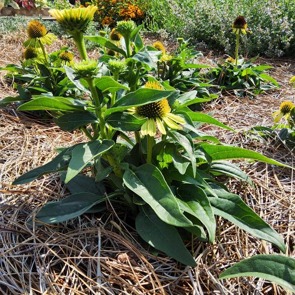 Echinacea PRINCESS™ 'Citrus' Image
