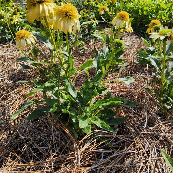 Echinacea 'Fried Egg' Image