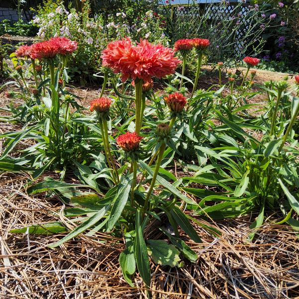 Echinacea 'Fringe Festival' Image