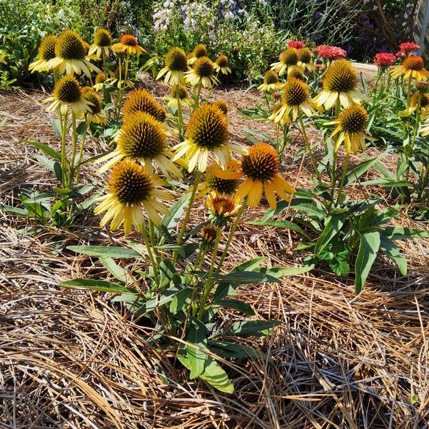 Echinacea PRINCESS™ 'Honey' Image