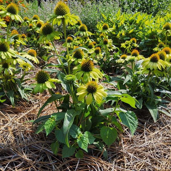 Echinacea KISMET® 'Kiwi' Image