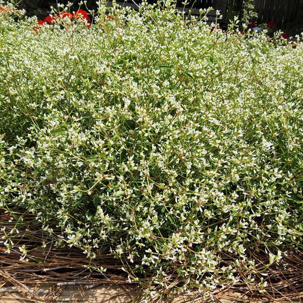 Euphorbia Star Dust White Flash 2025 Image