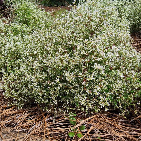 Euphorbia Star Dust White Sparkle Dust 2025 Image