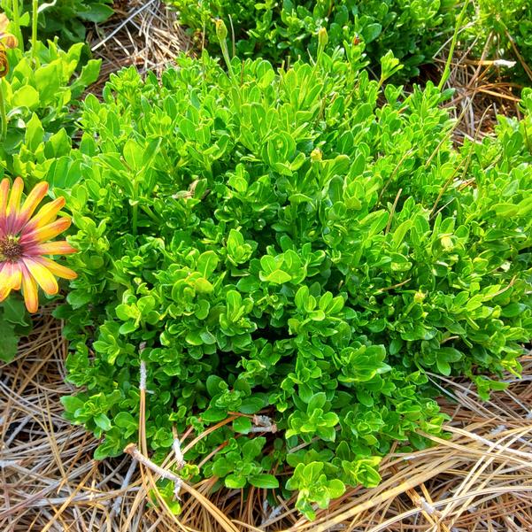 Felicia ameloides 'Sea Spray™' Image