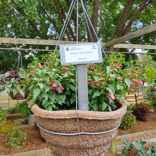 Fuchsia 'Blue Radiance' Image