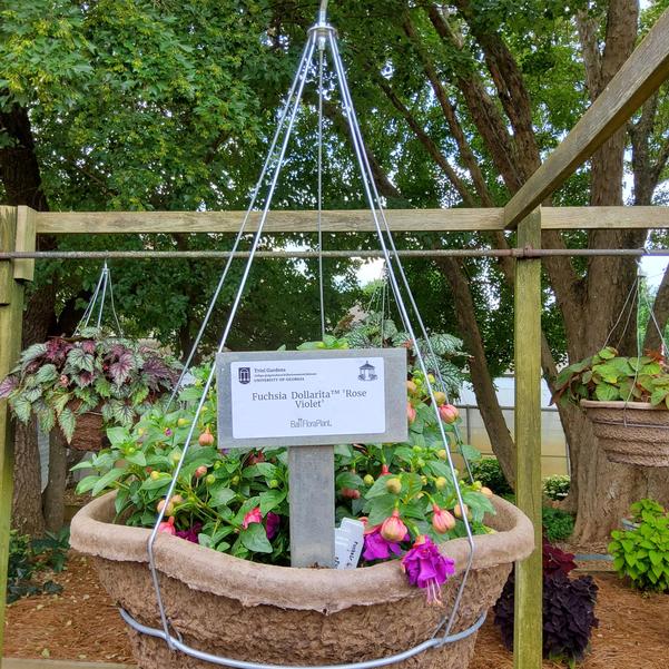 Fuchsia Dollarita™ 'Rose Violet' Image