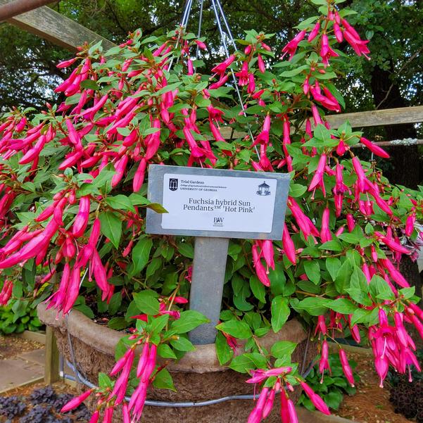 Fuchsia hybrid Sun Pendants™ 'Hot Pink' Image
