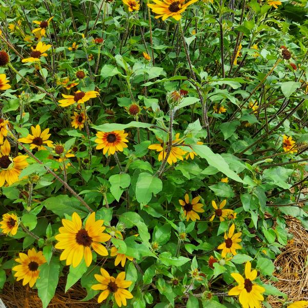 Helianthus Suncredible® 'Saturn™' Image