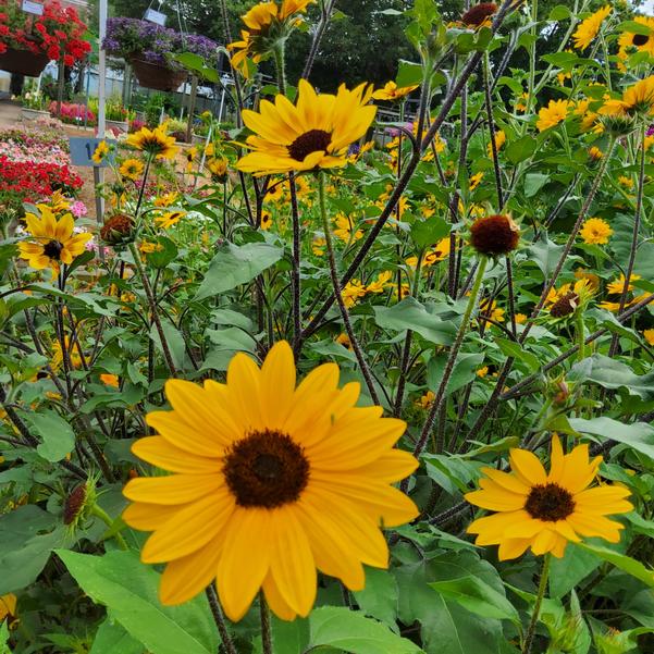 Helianthus Suncredible® 'Yellow II' Image