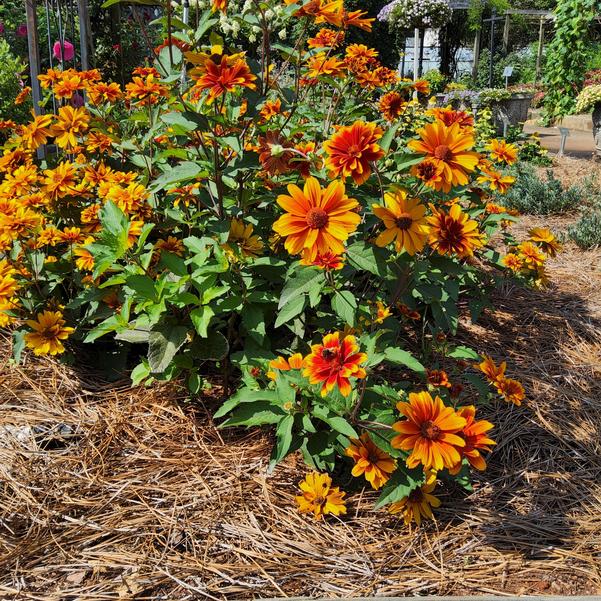 Heliopsis helianthoides 'Forged in Fire'' Image