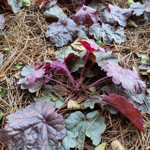 Heuchera 'Iridescent' Image