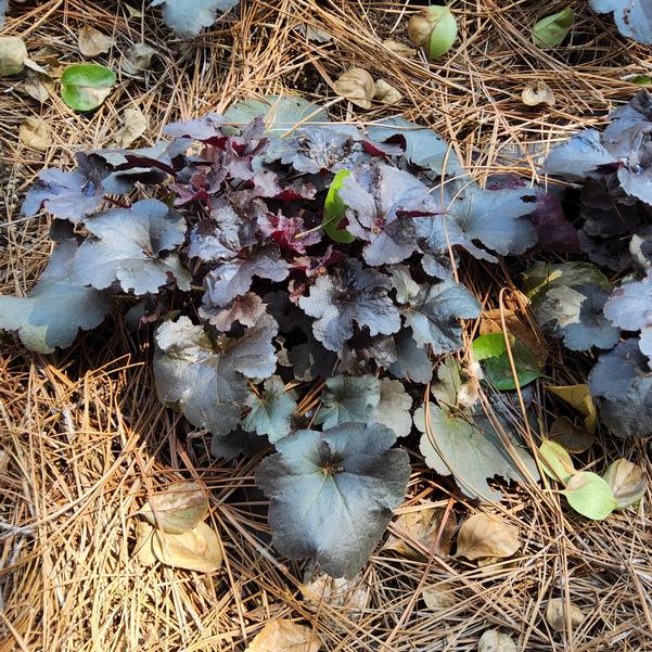 Heuchera Everglow 'Midnight' Image