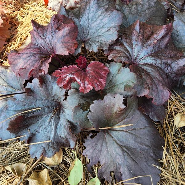 Heuchera 'Rosewood' Image