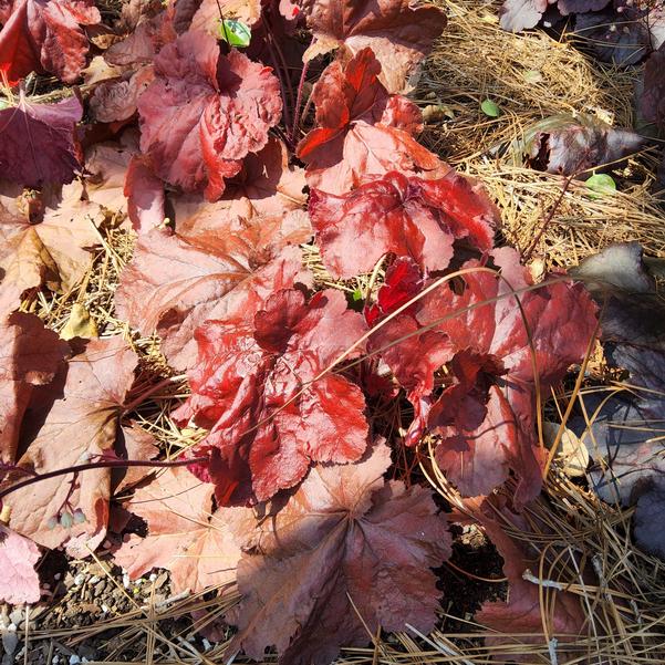 Heuchera 'Testarossa' Image