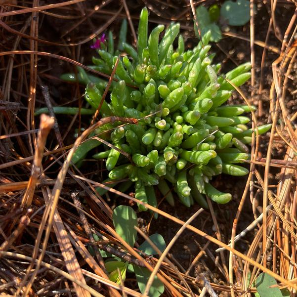 Delosperma hybrid Rock Crystal 'Purple' Image