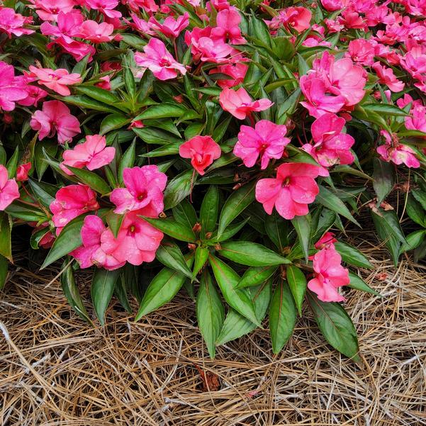 Impatiens Harmony® Colorfall 'Flamingo' Image