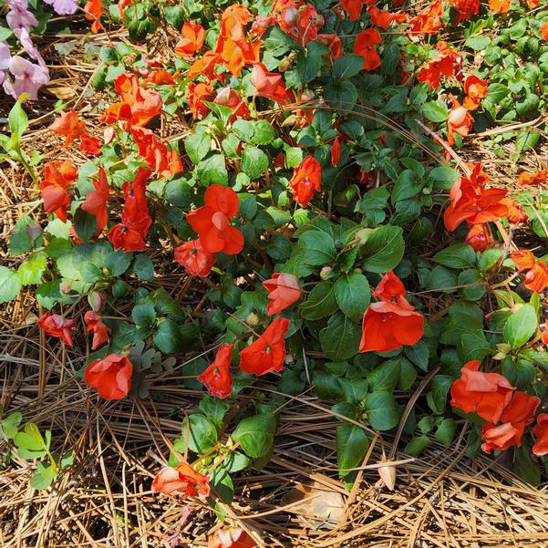 Impatiens Becon® 'Orange Improved' Image