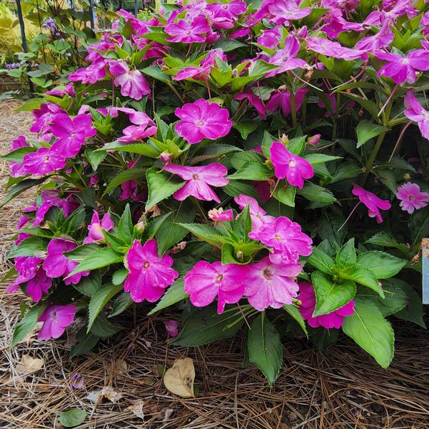 Impatiens Sol Luna™ Prime 'Orchid' Image