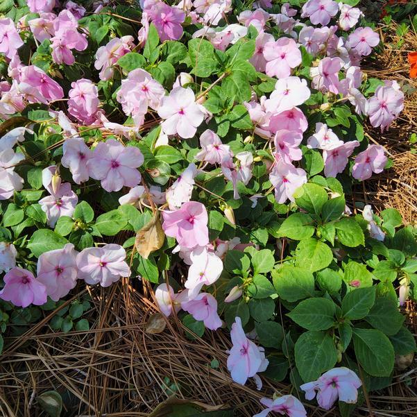 Impatiens Soprano® 'Pastel Pink' Image