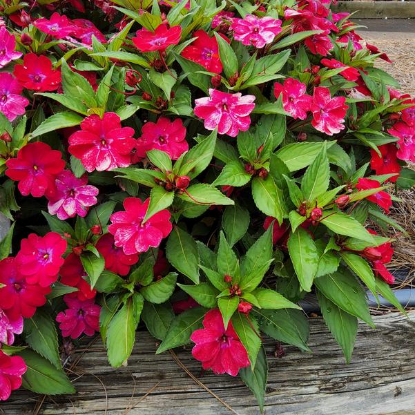 Impatiens interspecific Solarscape® XL 'Red GLow' Image