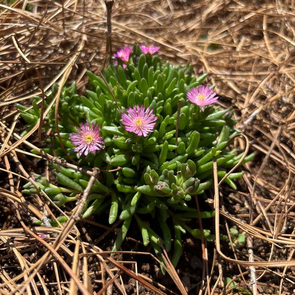 Delosperma hybrid Rock Crystal 'Pink' Image