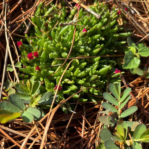 Delosperma hybrid Rock Crystal 'Red' Image