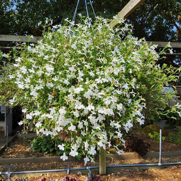Lobelia erinus Laguna® 'Cloud White™' Image