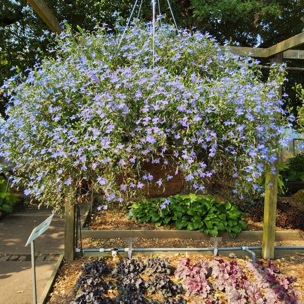 Lobelia erinus Laguna® 'Sky Blue III' Image