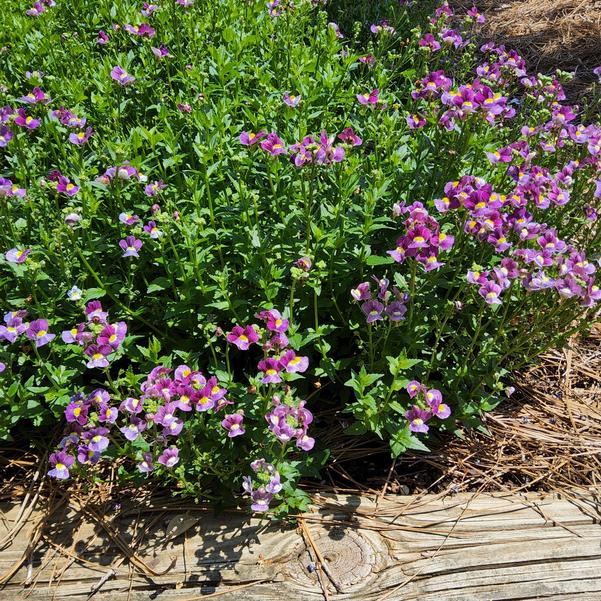 Nemesia fruticans Aromance® 'Mulberry™' Image