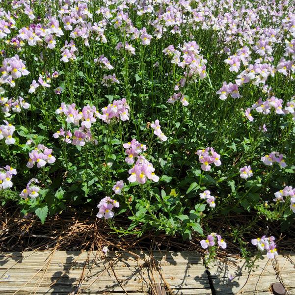 Nemesia fruticans Aromance® 'Pink' Image