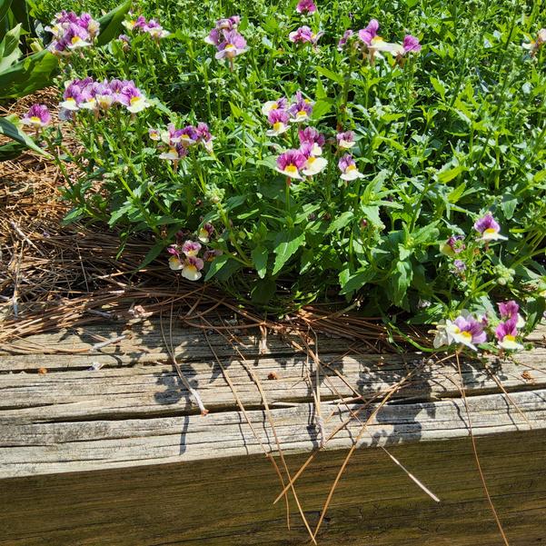 Nemesia fruticans Aromance® 'Plum Honey' Image