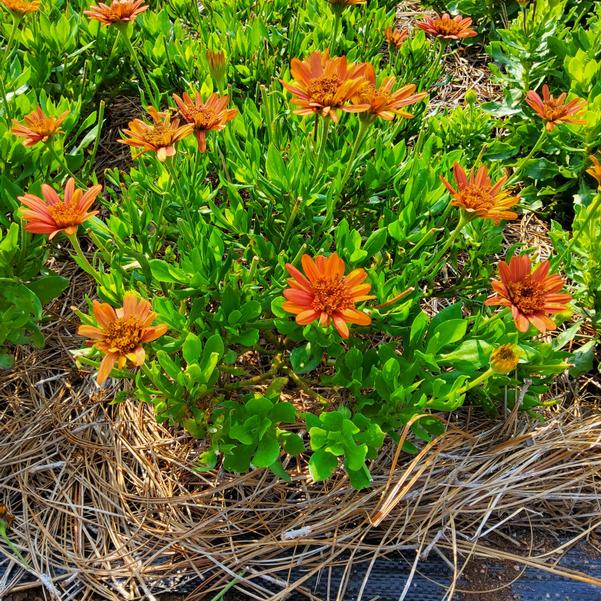 Osteospermum 4D™ 'Orange' Image