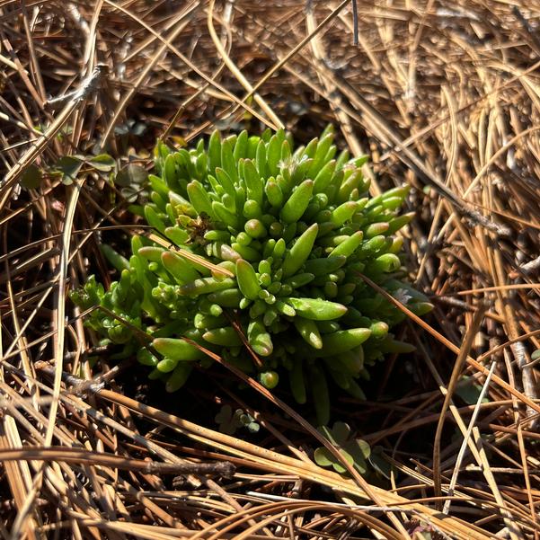 Delosperma hybrid Rock Crystal 'White' Image